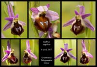 Ophrys-argolica5